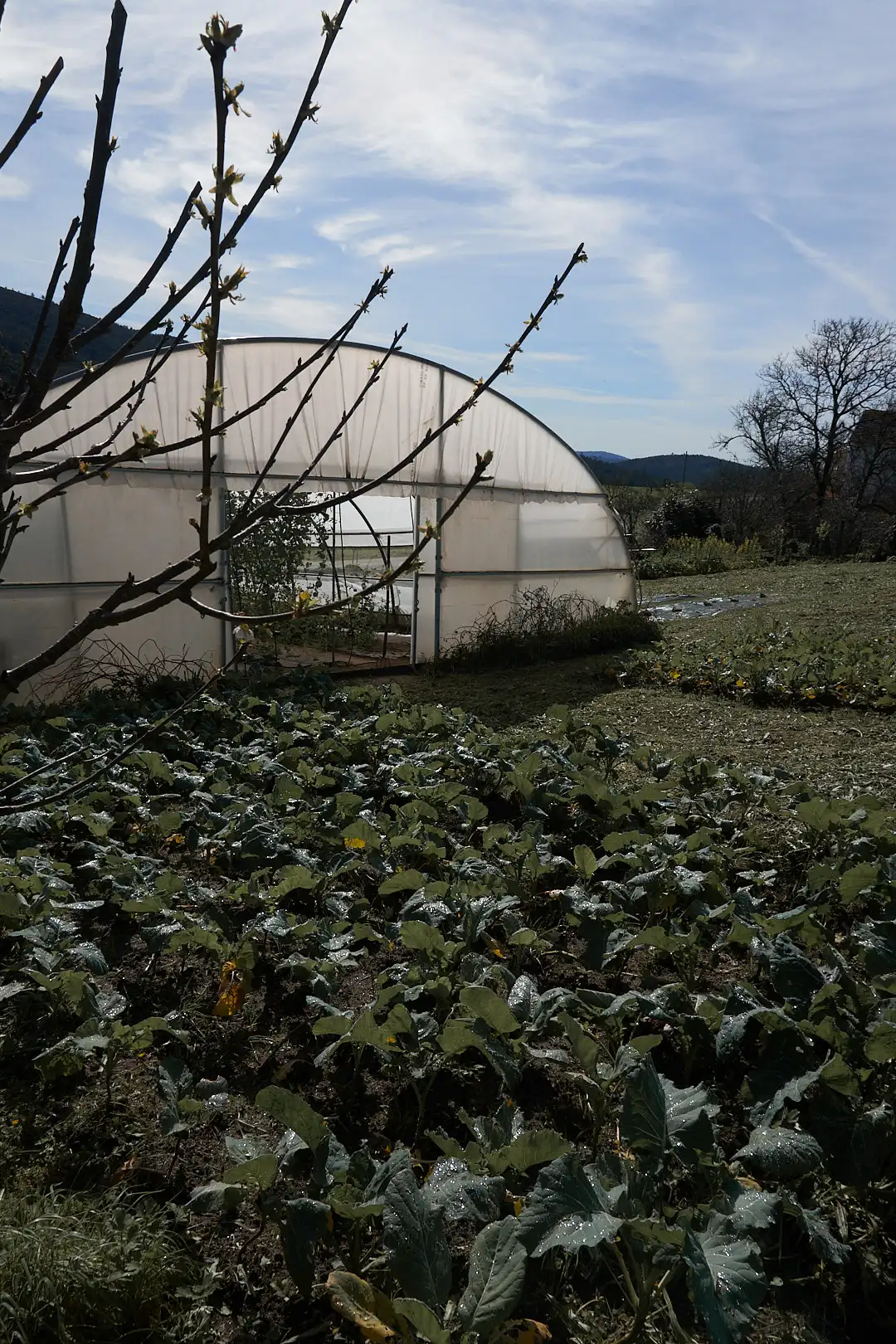 Foto artistica del invernadero con tonos oscuros